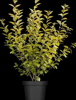 Ligustrum ovalifolium 'Aureum' (Tongkruiskruid 'Aureum')