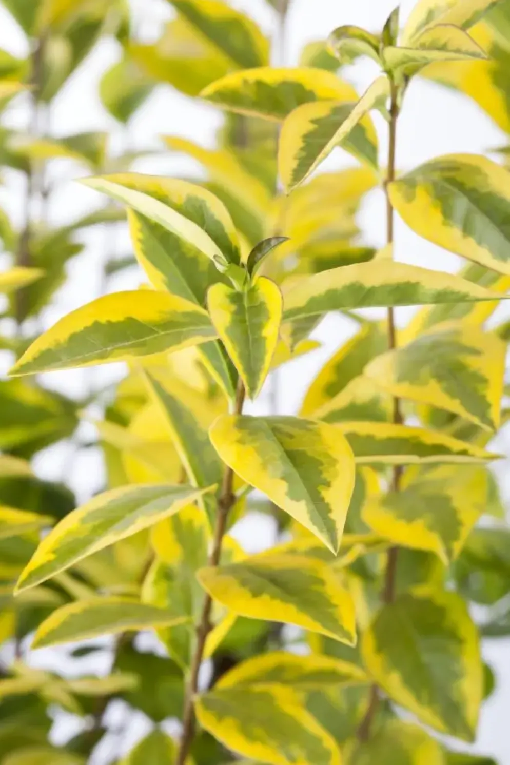Ligustrum ovalifolium 'Aureum' (Tongkruiskruid 'Aureum')