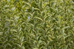 Ligustrum ovalifolium 'Aureum' (Tongkruiskruid 'Aureum')