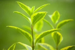 Ligustrum ovalifolium 'Aureum' (Tongkruiskruid 'Aureum')