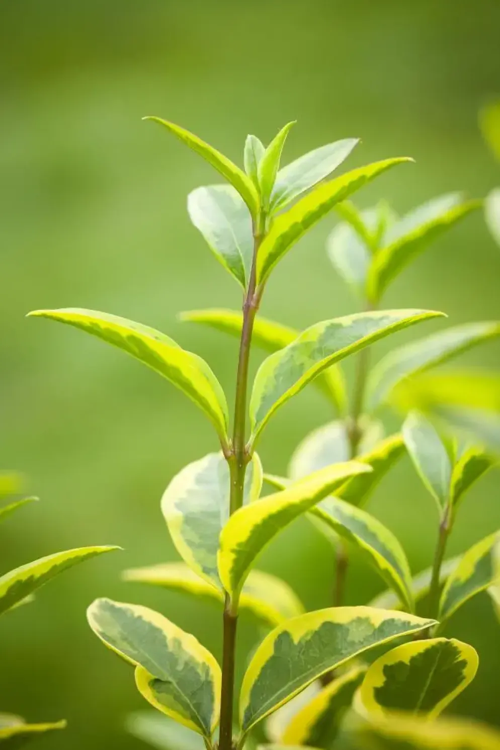 Ligustrum ovalifolium 'Aureum' (Tongkruiskruid 'Aureum')