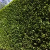 Ligustrum ovalifolium (Tongkruiskruid)