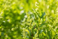 Ligustrum ovalifolium (Tongkruiskruid)