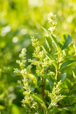 Ligustrum ovalifolium (Tongkruiskruid)