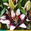 Lilium aziatisch zwart/wit 2 bloembollen