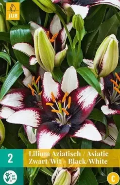 Lilium aziatisch zwart/wit 2 bloembollen
