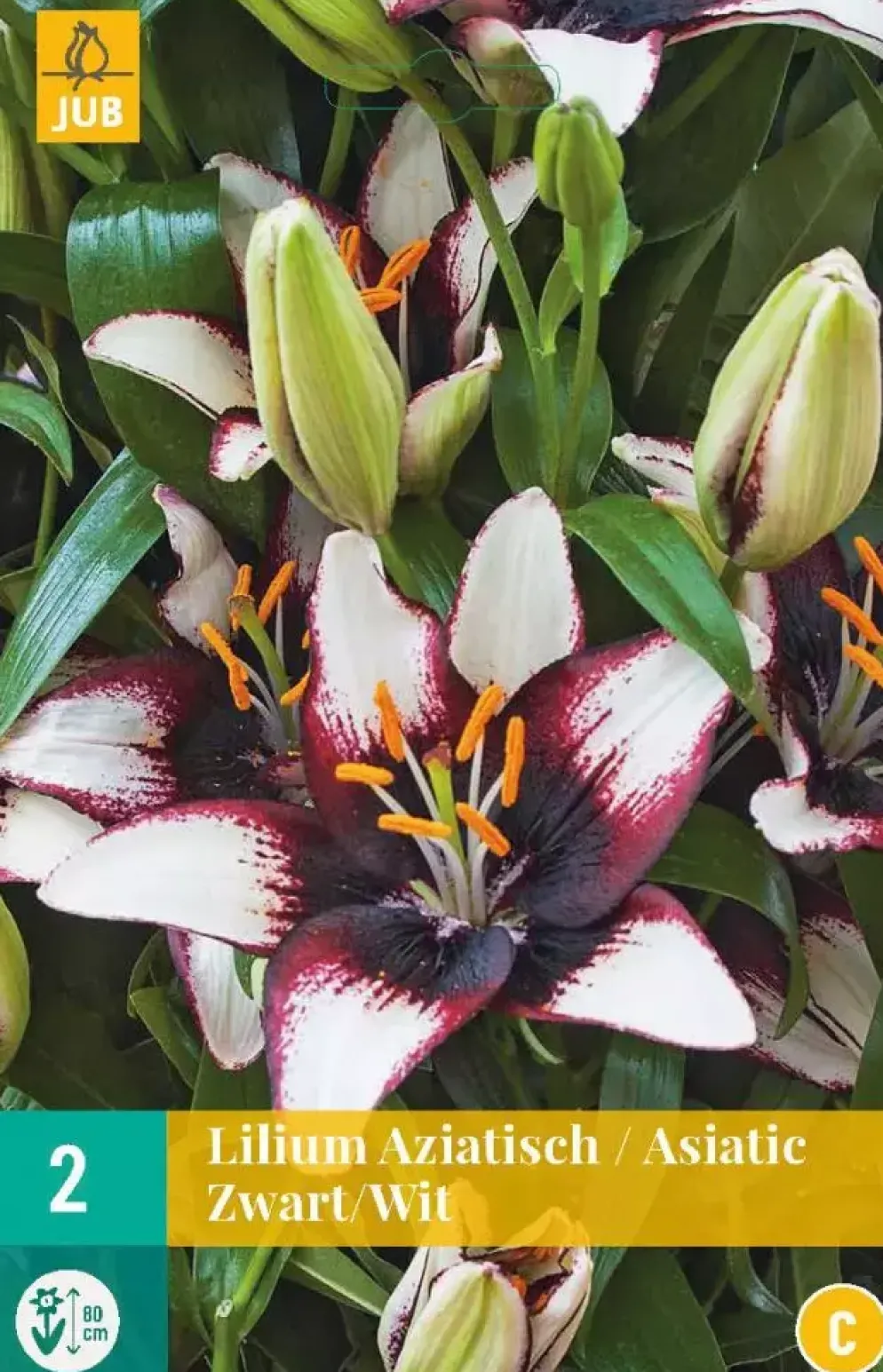 Lilium aziatisch zwart/wit 2 bloembollen