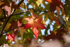 Liquidambar styraciflua (Amberboom)