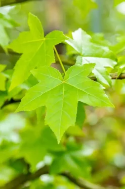 Liquidambar styraciflua (Amberboom)