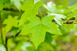 Liquidambar styraciflua (Amberboom)