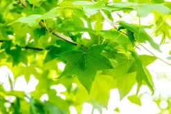 Liquidambar styraciflua (Amberboom)