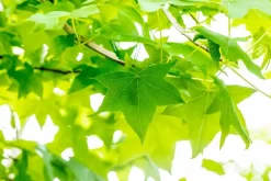 Liquidambar styraciflua (Amberboom)