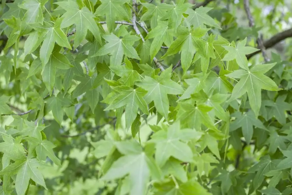 Liquidambar styraciflua (Amberboom)