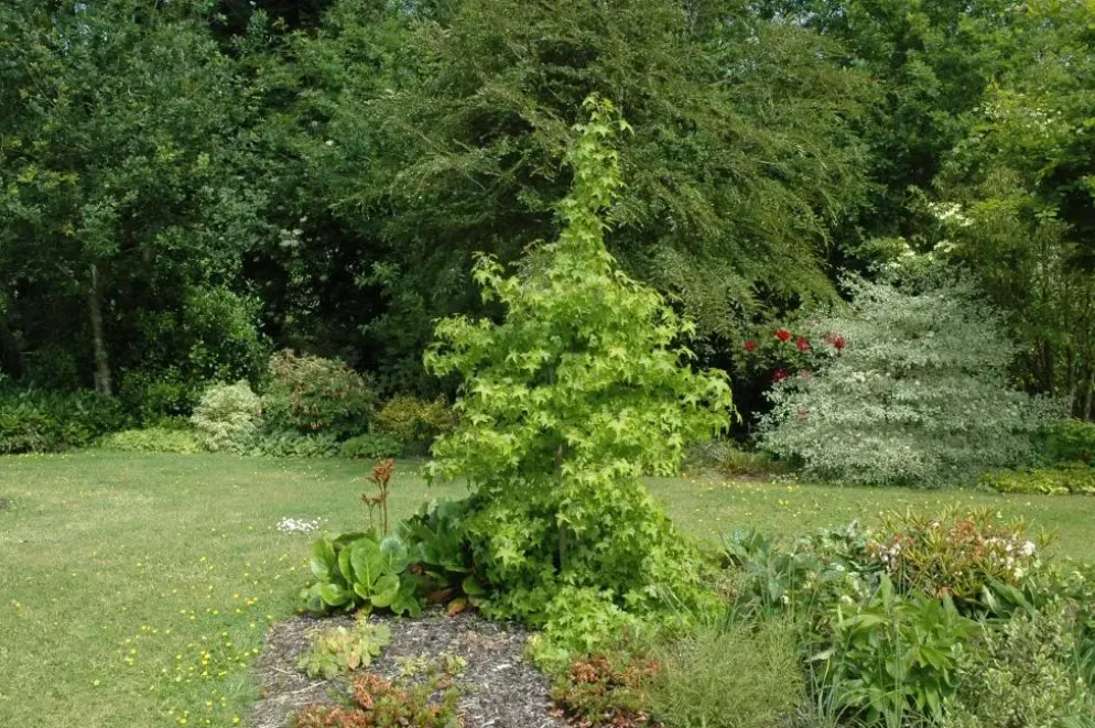 Liquidambar styraciflua (Amberboom)