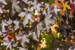 Liquidambar styraciflua (Amberboom)
