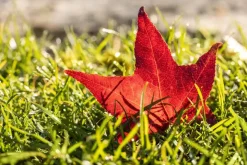 Liquidambar styraciflua (Amberboom)