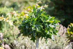 Liquidambar styraciflua (Amberboom)