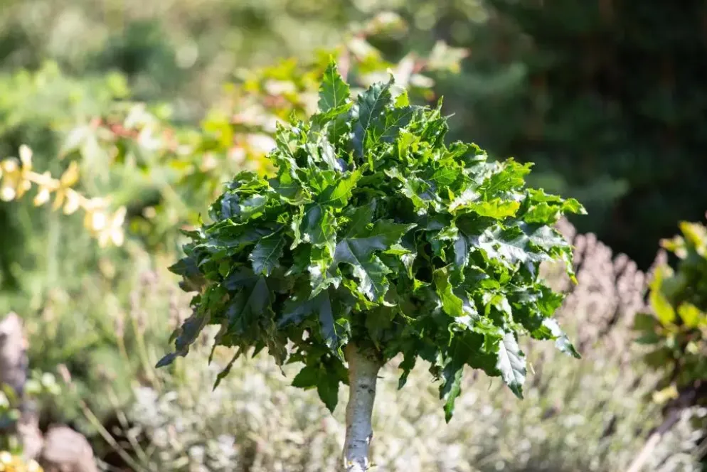 Liquidambar styraciflua (Amberboom)