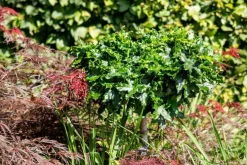 Liquidambar styraciflua (Amberboom)