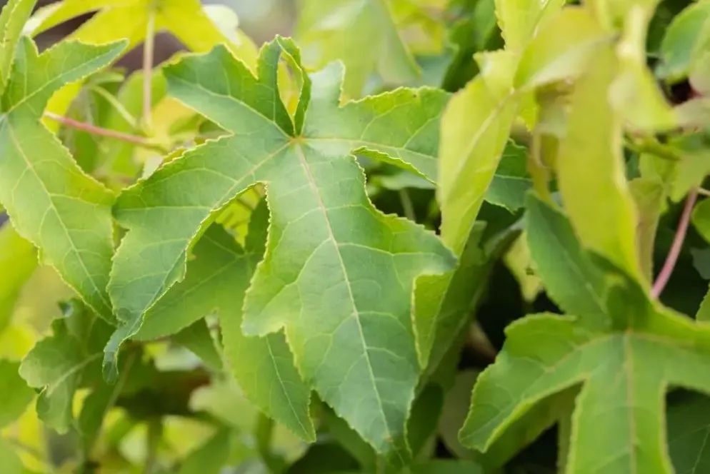 Liquidambar styraciflua (Amberboom)
