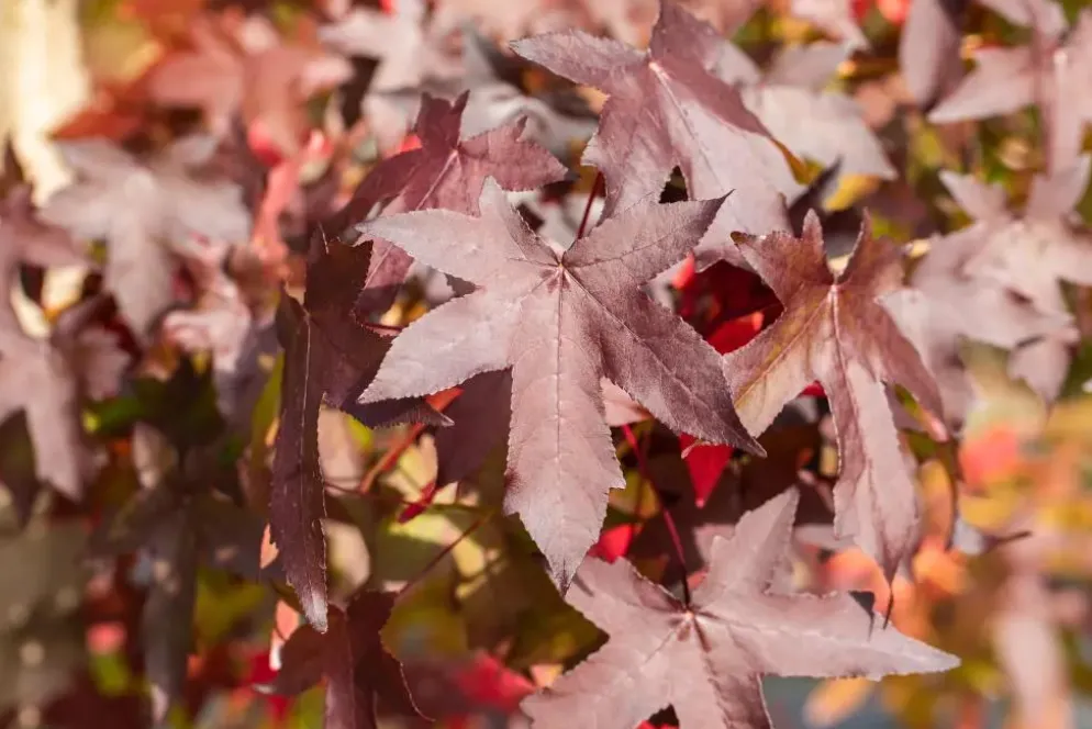 Liquidambar styraciflua (Amberboom)