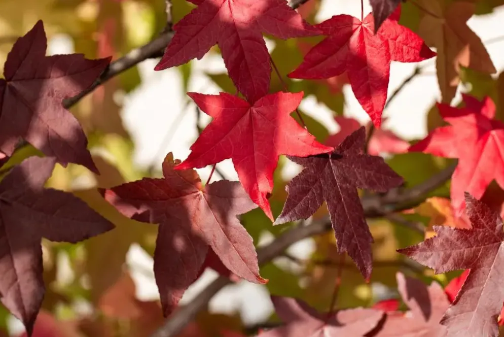 Liquidambar styraciflua (Amberboom)
