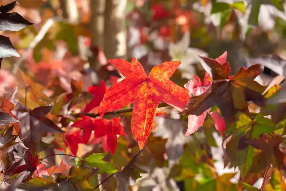 Liquidambar styraciflua (Amberboom)