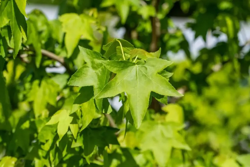 Liquidambar styraciflua (Amberboom)