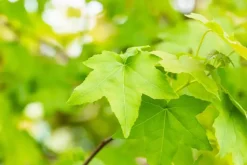 Liquidambar styraciflua (Amberboom)