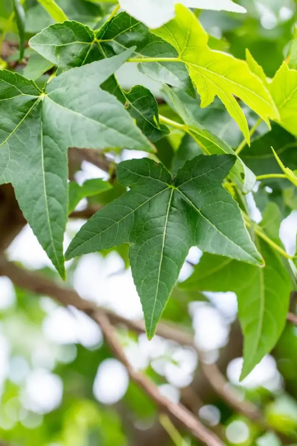 Liquidambar styraciflua (Amberboom)