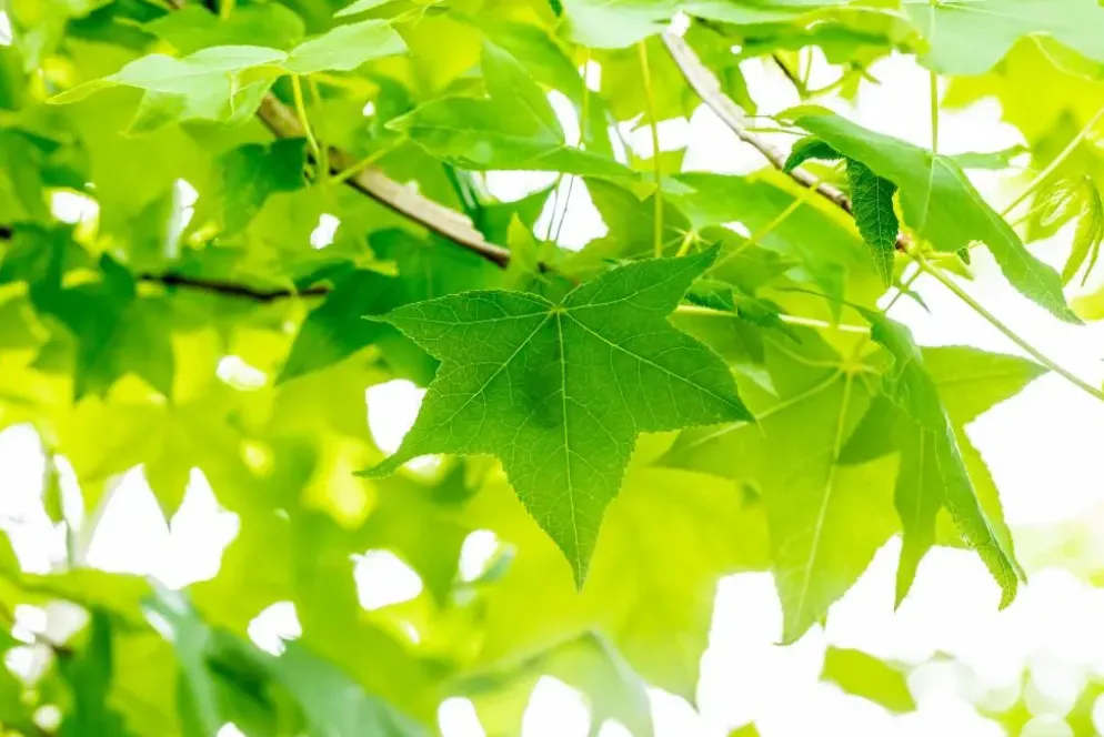 Liquidambar styraciflua (Amberboom)