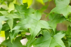 Liquidambar styraciflua (Amberboom)