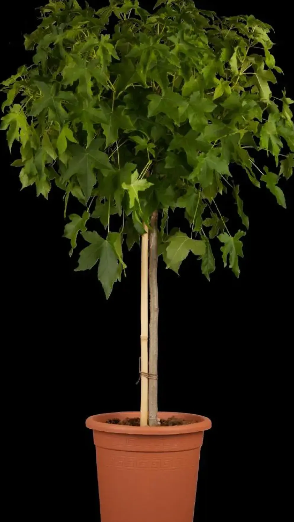 Liquidambar styraciflua (Amberboom)