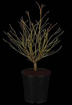Liquidambar styraciflua (Amberboom)
