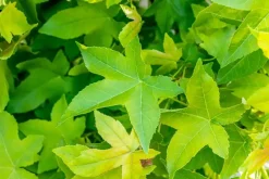 Liquidambar styraciflua 'Gum Ball' (Amberboom 'Gum Ball')