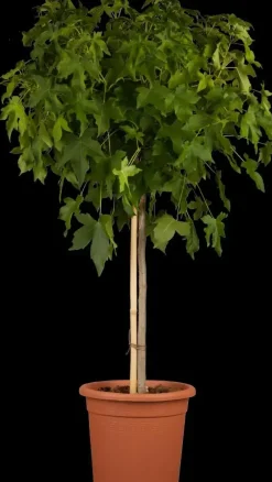 Liquidambar styraciflua 'Gum Ball' (Amberboom 'Gum Ball')