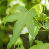 Liquidambar styraciflua 'Slender Silhouette' (Amberboom 'Slender Silhouette')
