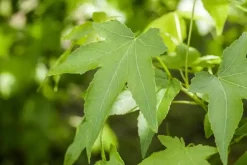 Liquidambar styraciflua 'Slender Silhouette' (Amberboom 'Slender Silhouette')
