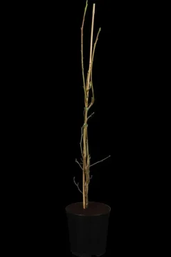 Liquidambar styraciflua 'Slender Silhouette' (Amberboom 'Slender Silhouette')