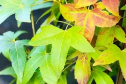 Liquidambar styraciflua 'Slender Silhouette' (Amberboom 'Slender Silhouette')