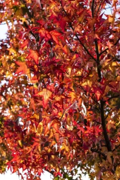 Liquidambar styraciflua 'Worplesdon' (Amberboom 'Worplesdon')