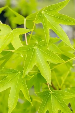 Liquidambar styraciflua 'Worplesdon' (Amberboom 'Worplesdon')