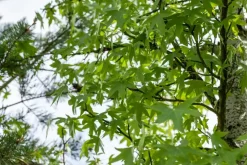 Liquidambar styraciflua 'Worplesdon' (Amberboom 'Worplesdon')