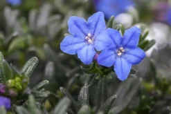 Lithodora diffusa 'Heavenly Blue' (Parelkruid)