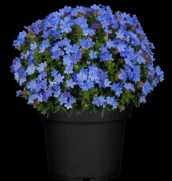 Lithodora diffusa 'Heavenly Blue' (Parelkruid)
