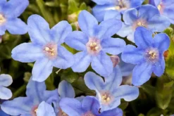 Lithodora diffusa 'Heavenly Blue' (Parelkruid)