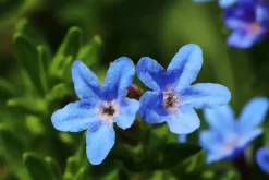 Lithodora diffusa 'Heavenly Blue' (Parelkruid)