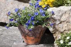 Lithodora diffusa (Parelkruid/steenzaad) 15 cm