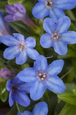 Lithodora diffusa (Parelkruid/steenzaad) 15 cm