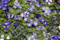 Lithodora diffusa (Parelkruid/steenzaad) 15 cm